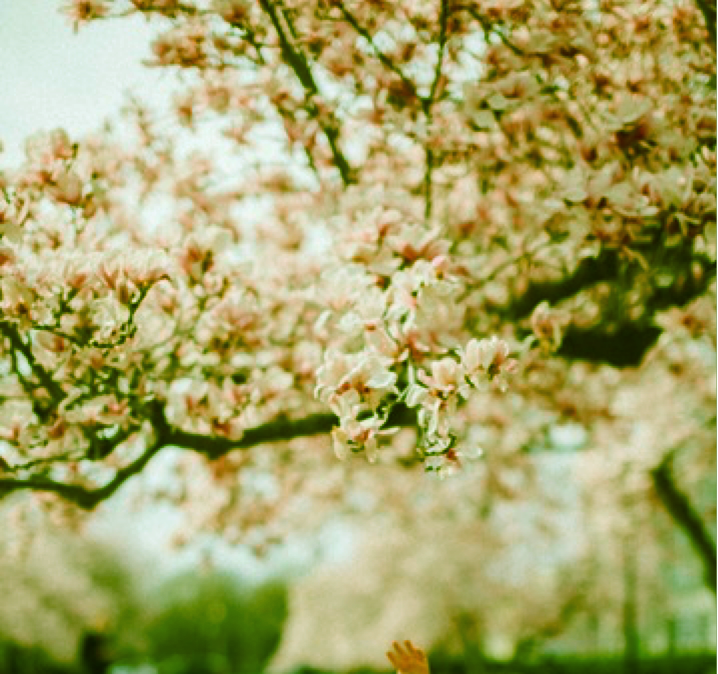 picture of a tree